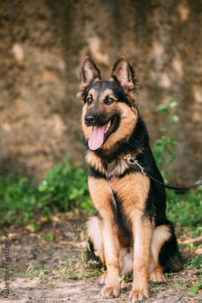 Staring Medium Size Long-Haired Mongrel Black And Red Dog