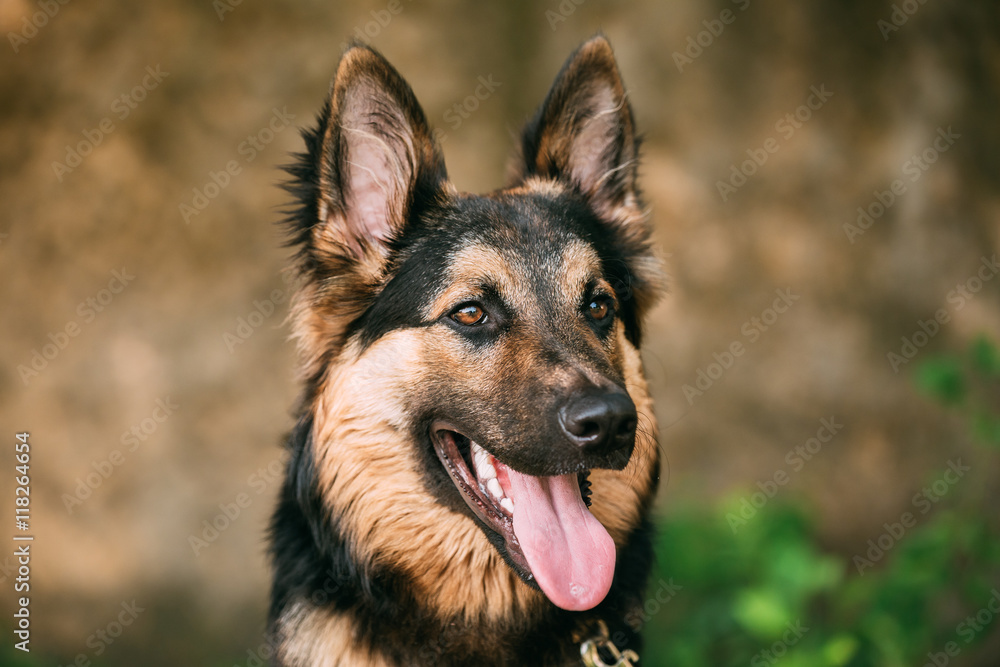 Portrait Of Medium Size Long-Haired Mongrel Black And Red Dog Portrait Of Medium Size Long-Haired Mongrel Black And Red Dog