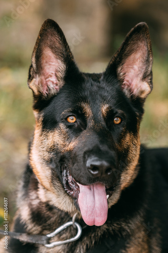 Portrait Of Staring Purebred German Shepherd Adult Dog  Alsatian Wolf Dog