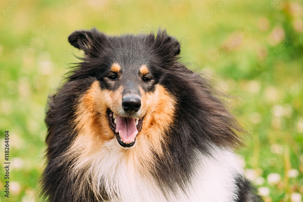 Portrait Of Tricolor Rough  Scottish Collie, Long-Haired Collie 