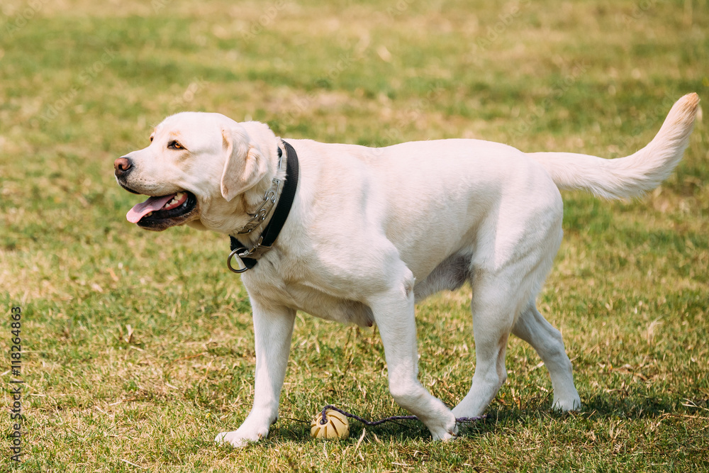 Yellow Golden Labrador Dog Full-Length With Ajar Jaws, Tongue Walking