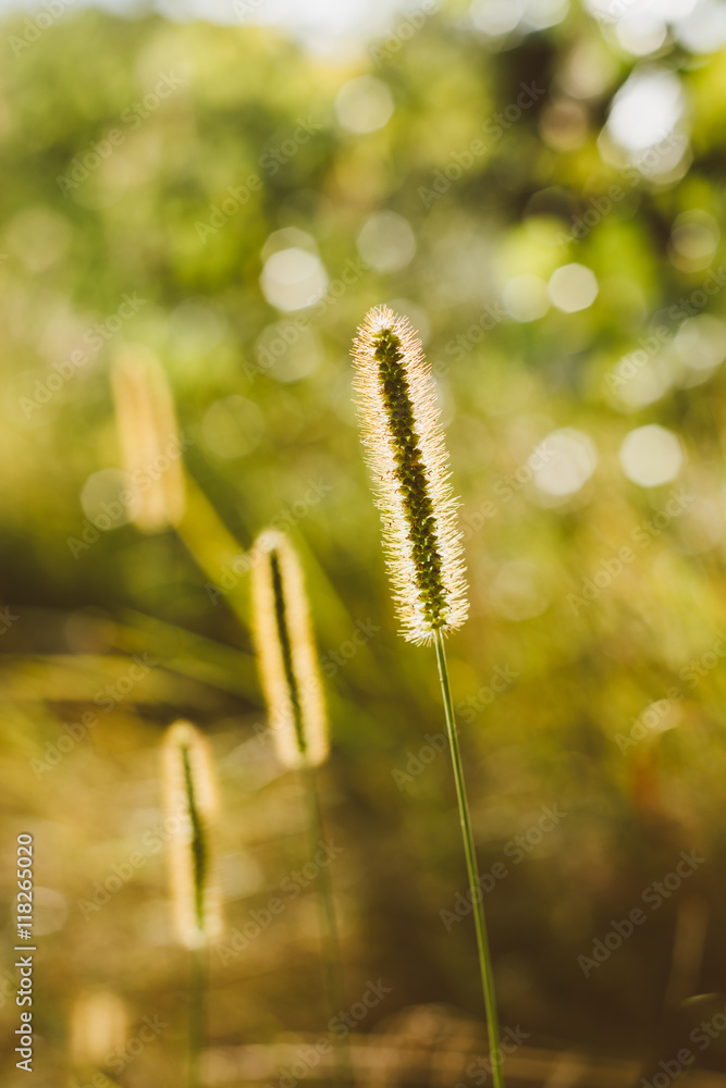 Grass in Sunlight and Bokeh, Boke Background. Later Summer Or Early Autumn Season