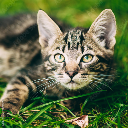 Wallpaper Mural Playful Cute Tabby Gray Cat Kitten Pussycat Sitting In Grass Torontodigital.ca