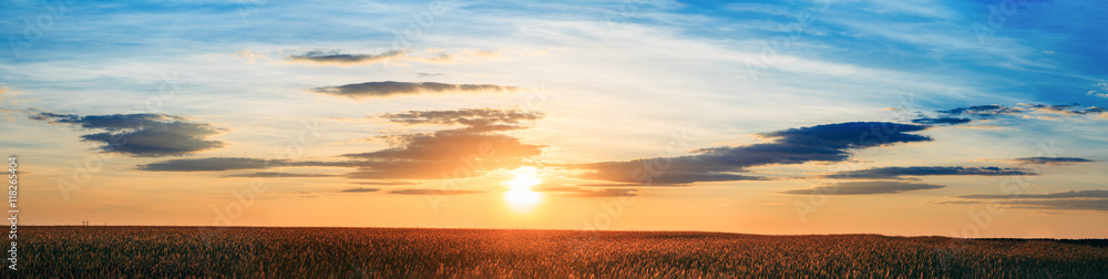 Panorama Of Eared Wheat Field, Summer Cloudy Sky In Sunset Dawn Sunrise