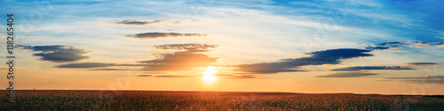 Panorama Of Eared Wheat Field, Summer Cloudy Sky In Sunset Dawn Sunrise © Grigory Bruev