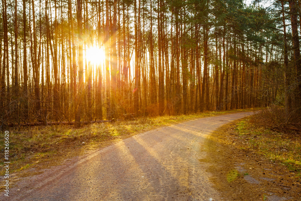 Obraz premium Road, Path, Walkway Through Forest. Sunset Sunrise In Autumn Forest