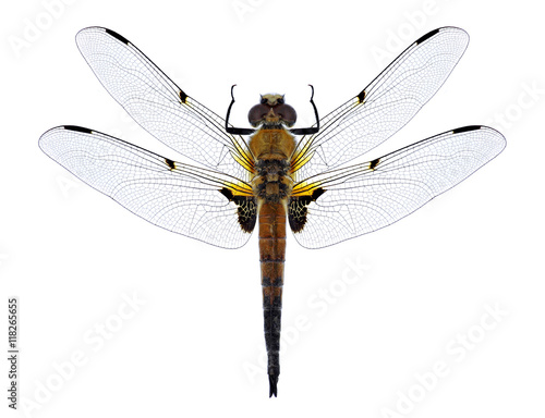Dragonfly Libellula quadrimaculata (four-spotted chaser) (male) on a white background