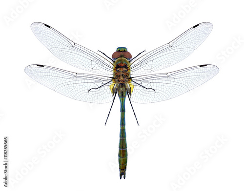 Dragonfly Cordulia aenea on a white background