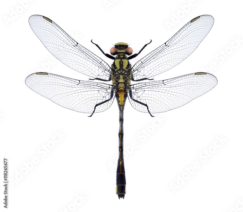 Dragonfly Gomphus vulgatissimus on a white background