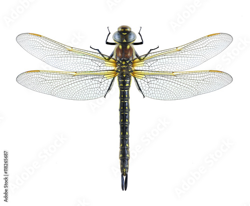 Dragonfly Brachytron pratense on a white background