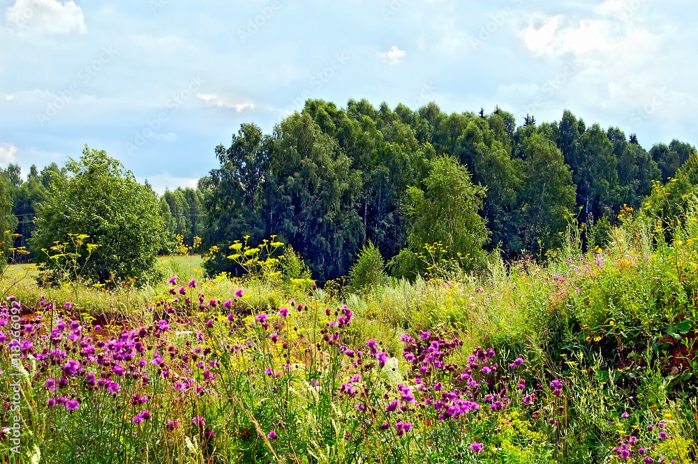 Obraz premium Summer forest