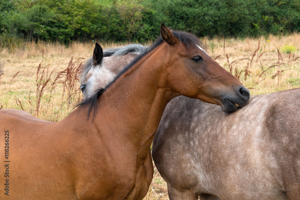 Fototapeta premium Tendresse de chevaux