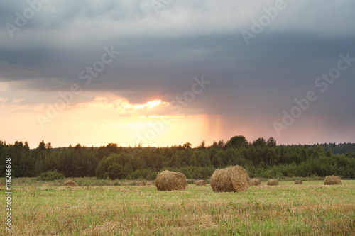 Field with straw rolls on a summer day