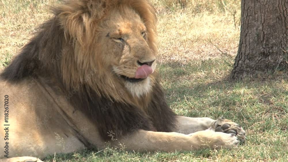 Lion resting in the shade on the savanna