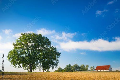 Cottage amid fields of cereals and oaks. Summer countryside landscape. © ysuel