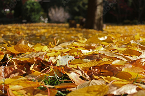 Fallen leaves in autumn, orange leaves in the sun, autumn in the garden 