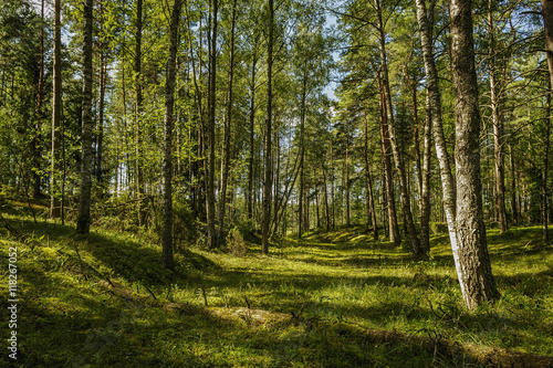 Summer landscape in forest