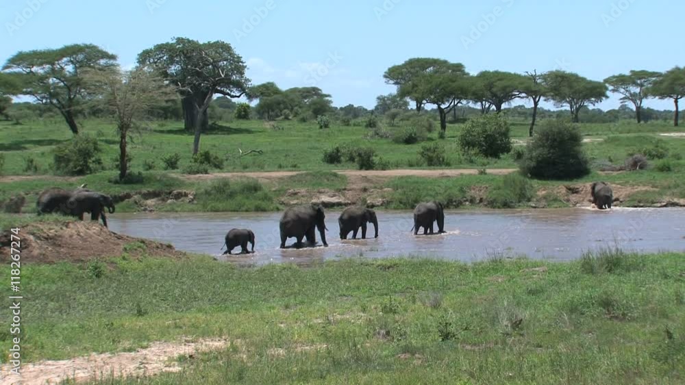 African Elephant calves walking with the herd through a watering hole African Elephant calves walking with the herd through a watering hole