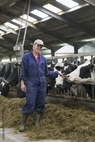 Caucasian farm worker standing with dairy cows photo