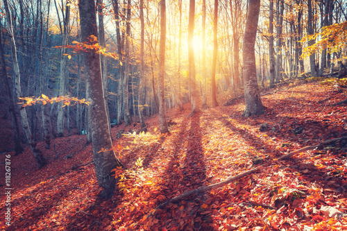 Colorful autumn landscape w...