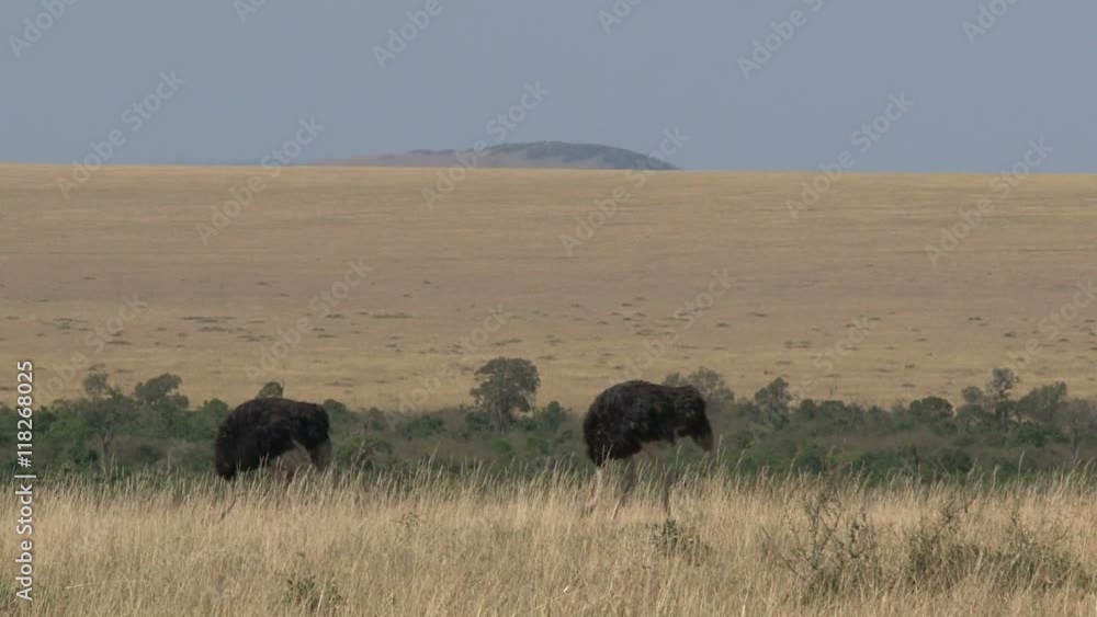 Pair of Ostriches walking on the savanna Pair of Ostriches walking on the savanna