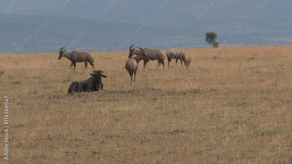 Wildebeests grazing and walking on the savanna Wildebeests grazing and walking on the savanna