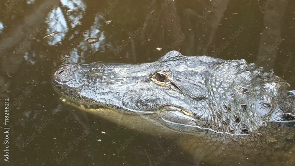 Young Nile Crocodile half-submerged in water Young Nile Crocodile half-submerged in water