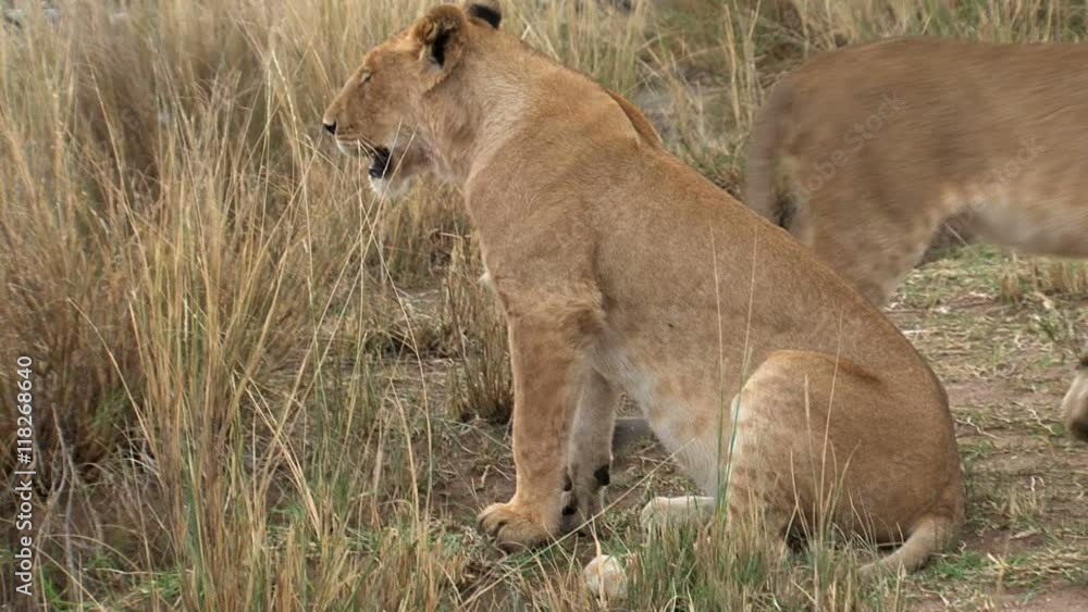 Pride of Lions standing by a watering hole Pride of Lions standing by a watering hole