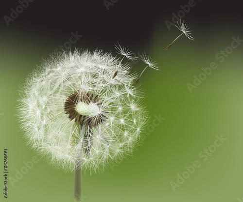 Dandelion. 
Hand drawn vector illustration representing a dandelion seed head blown by the wind. 
