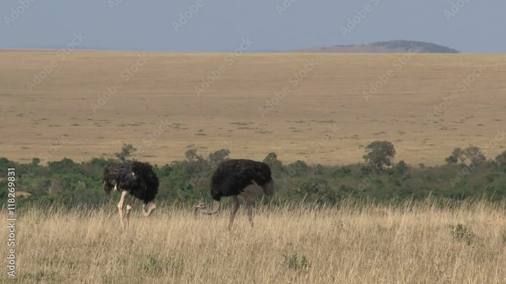 Pair of Ostriches walking on the savanna Pair of Ostriches walking on the savanna