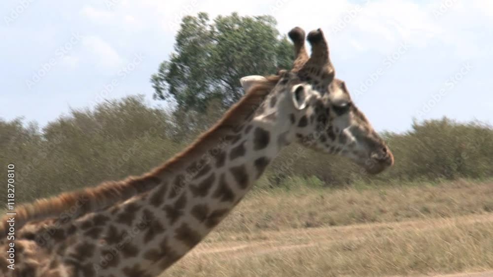 Giraffe drinking from a small watering hole on the savanna Giraffe drinking from a small watering hole on the savanna