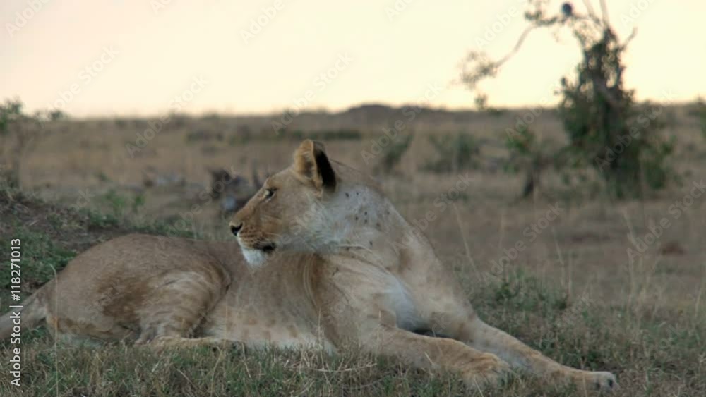Lioness resting on the savanna Lioness resting on the savanna
