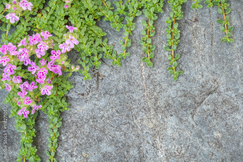 Creeping thyme with pink flowers over a blue gray stone, as a background 