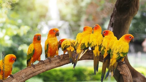 Group sun conure parrot on tree branch.
 photo