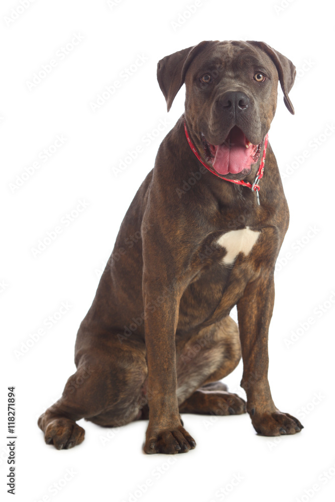 Cane Corso brindle sitting on the floor isolated on white