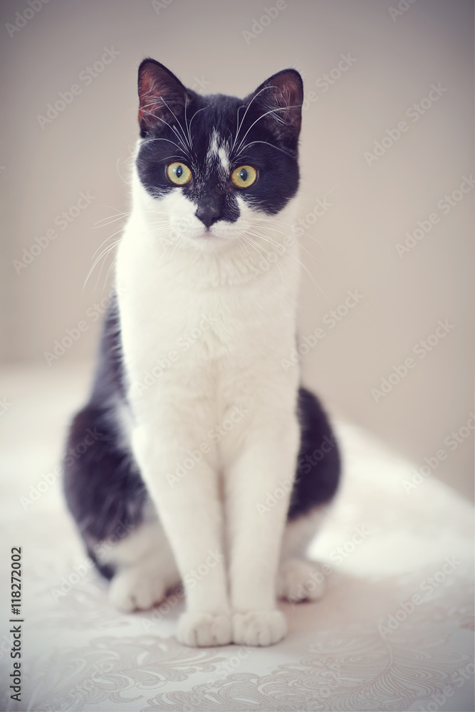 Cat of a black-and-white color