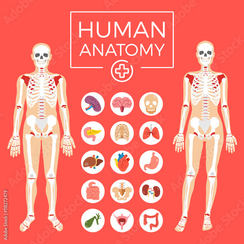 Human anatomy. Man and woman body, skeletal system, internal organs icons set. Flat graphic design elements set. Modern vector illustration