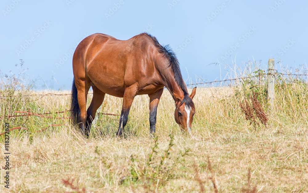 Obraz premium A sleek brown horse in a field eating grass.