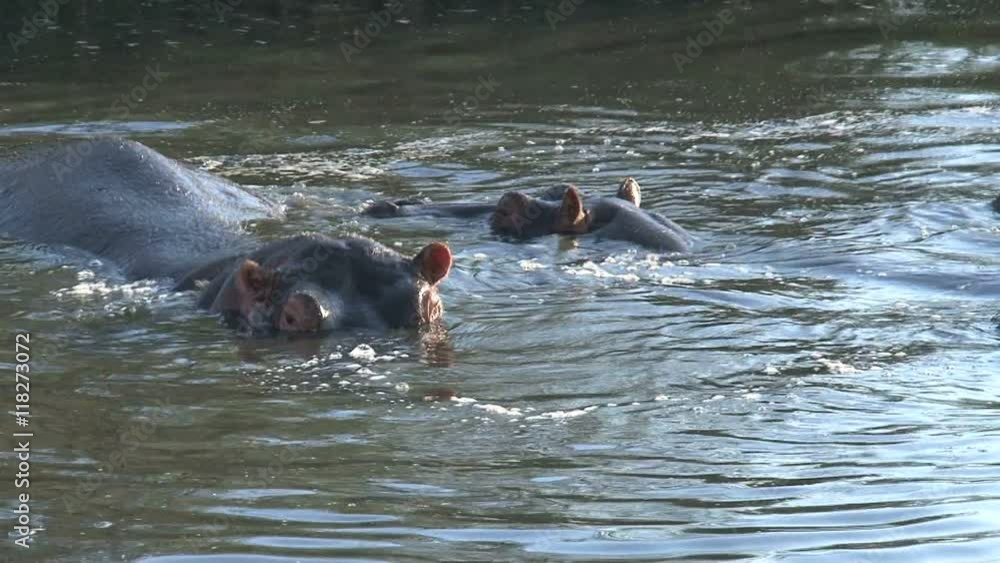 Herd of Hippopotamuses swimming in water Herd of Hippopotamuses swimming in water
