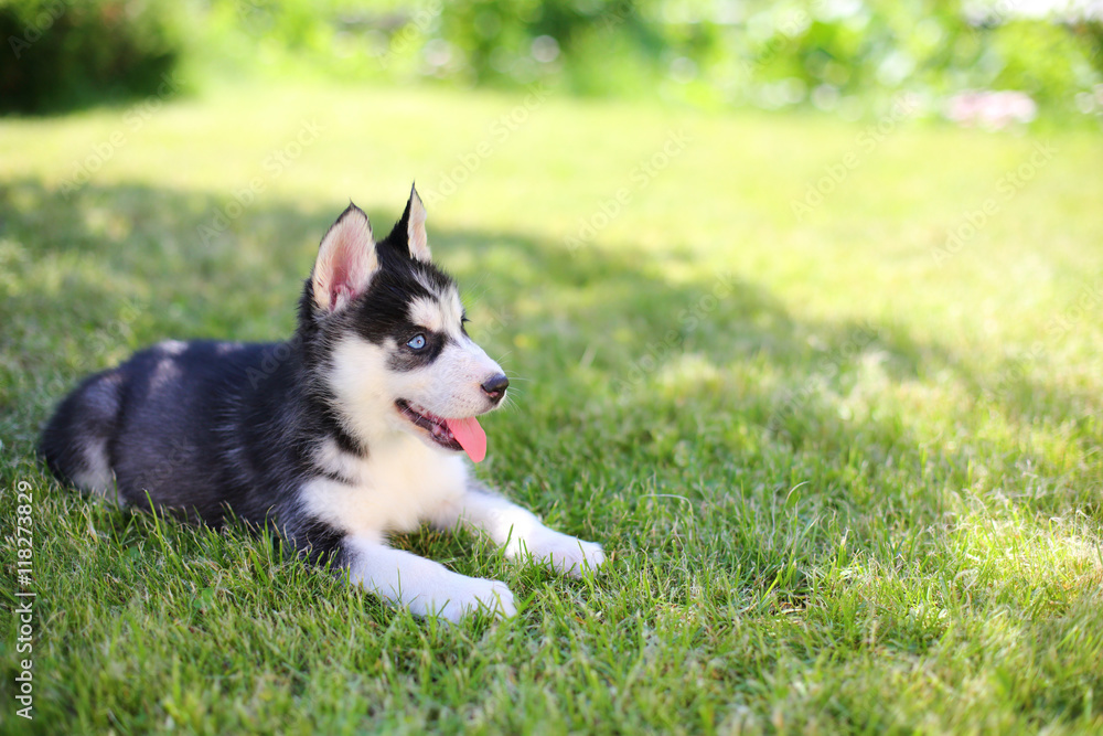 Little puppy husky lying on the green lawn