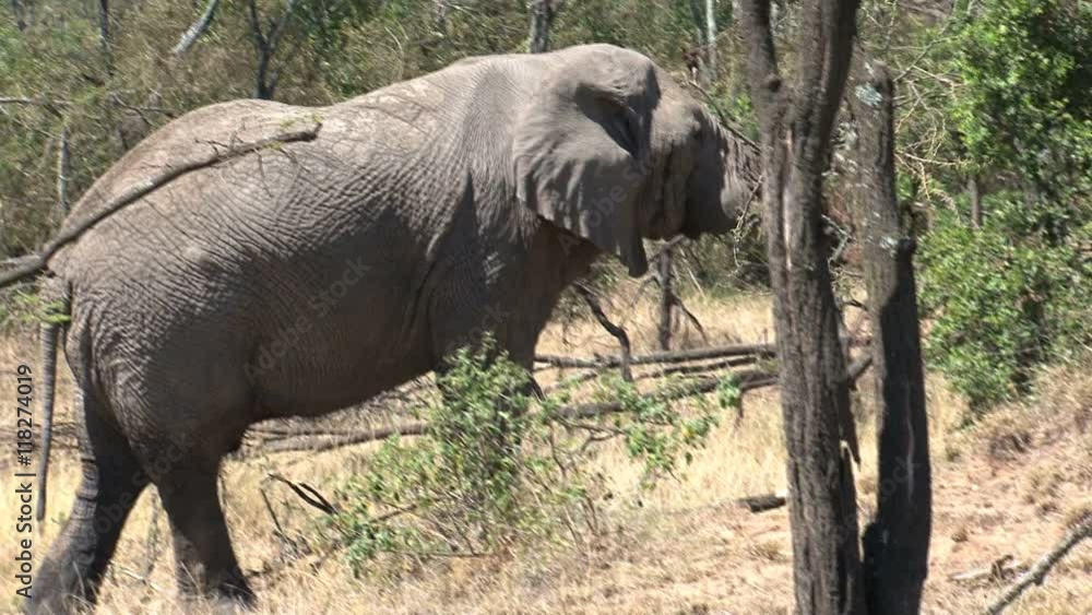 African Elephant eating leaves from a treetop African Elephant eating leaves from a treetop