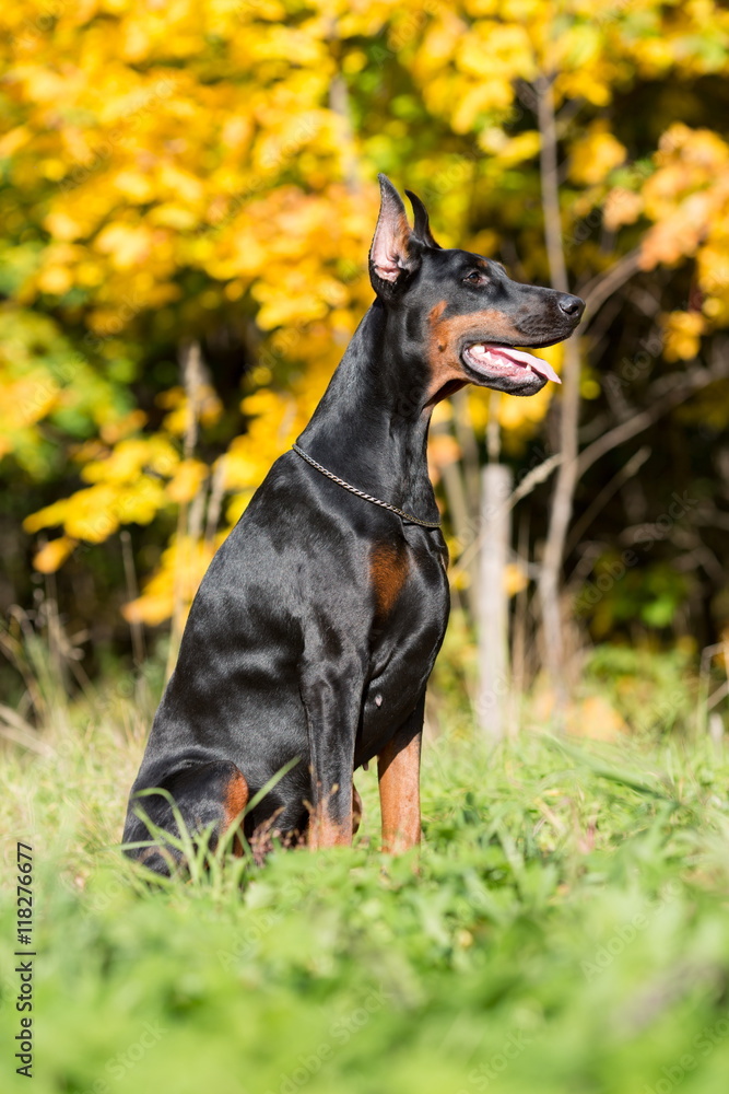 Close up view of the dobermann with lead is sitting on a grass in park.