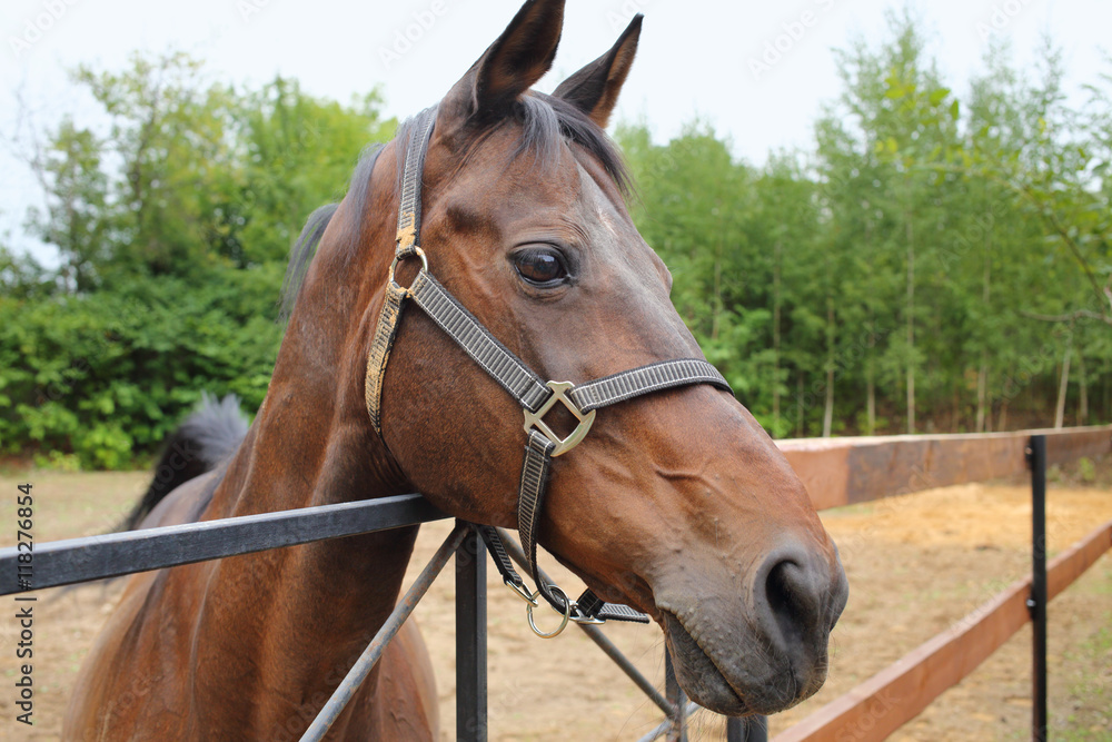 Beautiful brown horse in the paddock behind a wooden fence Beautiful brown horse in the paddock behind a wooden fence