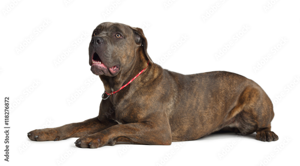 Cane Corso brindle with open mouth lying on the floor isolated on white