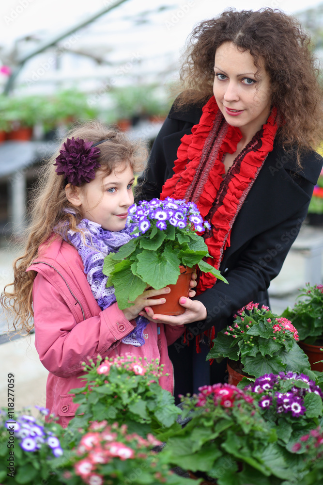 Fototapeta premium Little girl with mother holding pot with beauty cineraria in the greenhouse