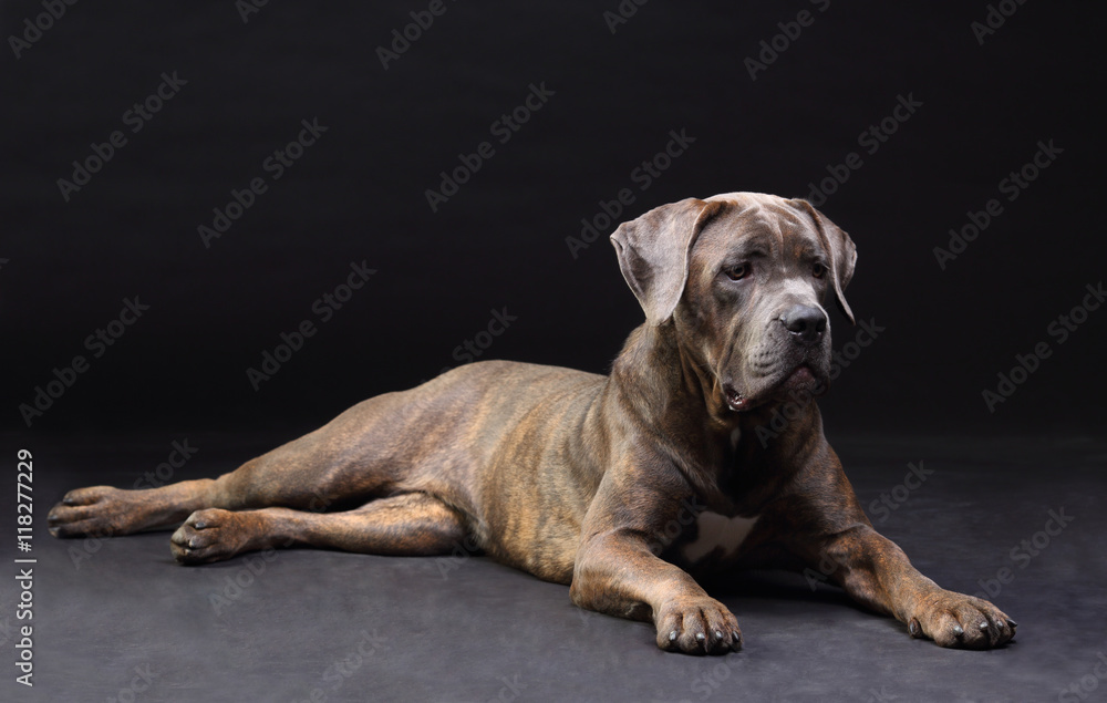 Obraz premium Cane Corso brindle lying on the floor isolated on black
