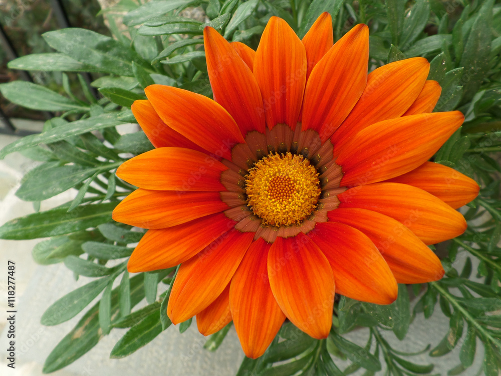 Fully Blooming Vivid Orange Flower on the Green Leaves Fully Blooming Vivid Orange Flower on the Green Leaves