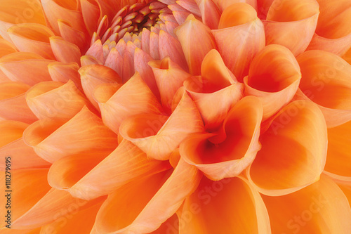 Orange flower petals  close up and macro of chrysanthemum  beautiful abstract background