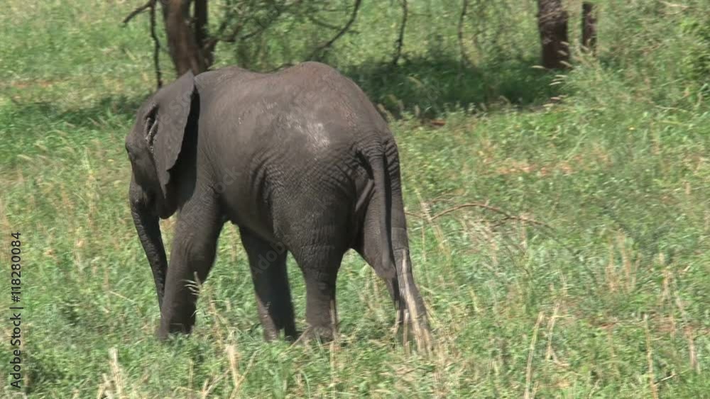 African Elephant calf grazing with its mother on grassland
