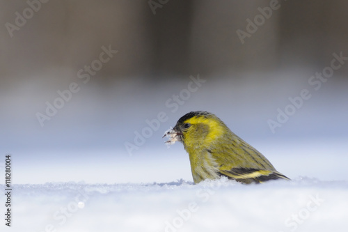 Siskin with a seed in a snowdrift